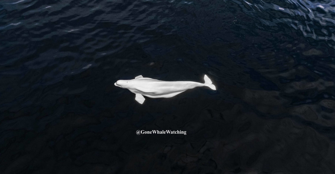 1593868700-beluga-walvis-verdwaalt-video-drones-2020-1.jpg