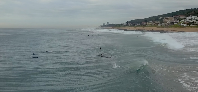 Zwemmende dolfijnen in Zuid-Afrika gefilmd met DJI Mavic Pro