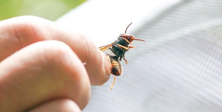 Twee nesten Aziatische hoornaar opgespoord dankzij drone met warmtebeeld camera