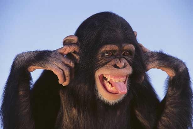 chimpansee-drone-burgers-zoo-natuurlijk-drones
